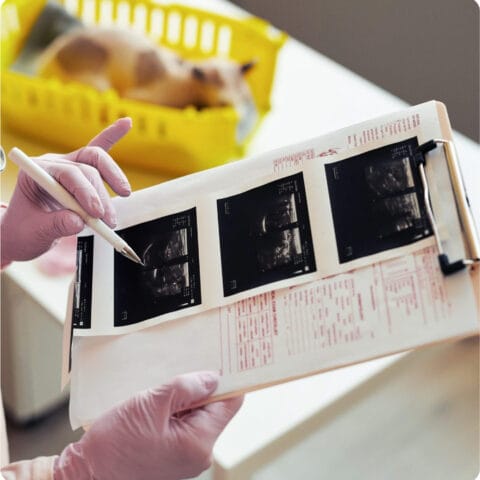 Consulenza Veterinaria Specialistica