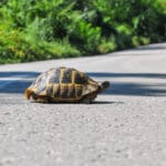 Testuggine terrestre che non muove gli arti posteriori: perché lo fa e come possiamo intervenire?