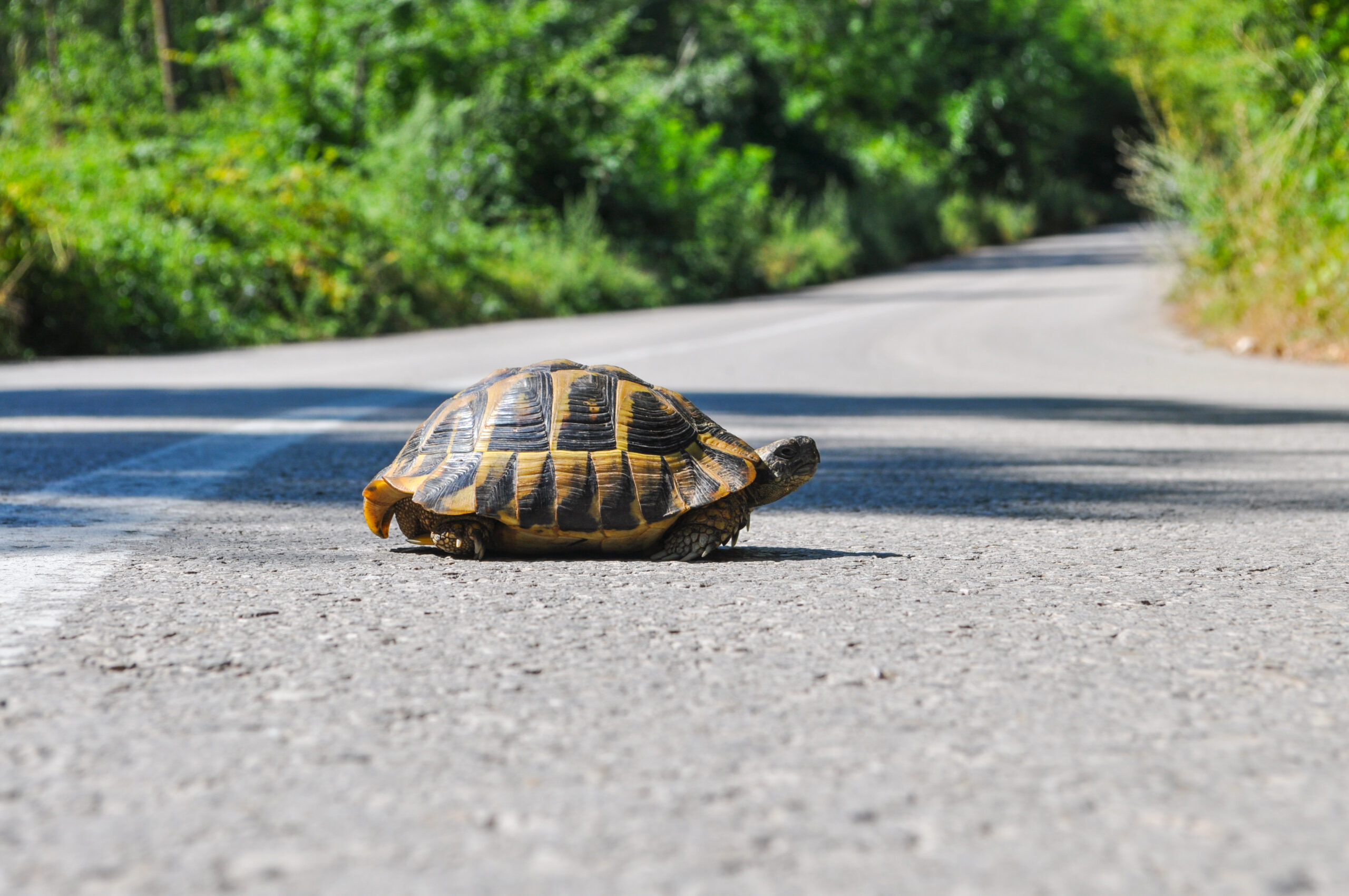 Hermann’s tortoise (Testudo hermanni) on the middle of the road. Turtle crossing asphalt road