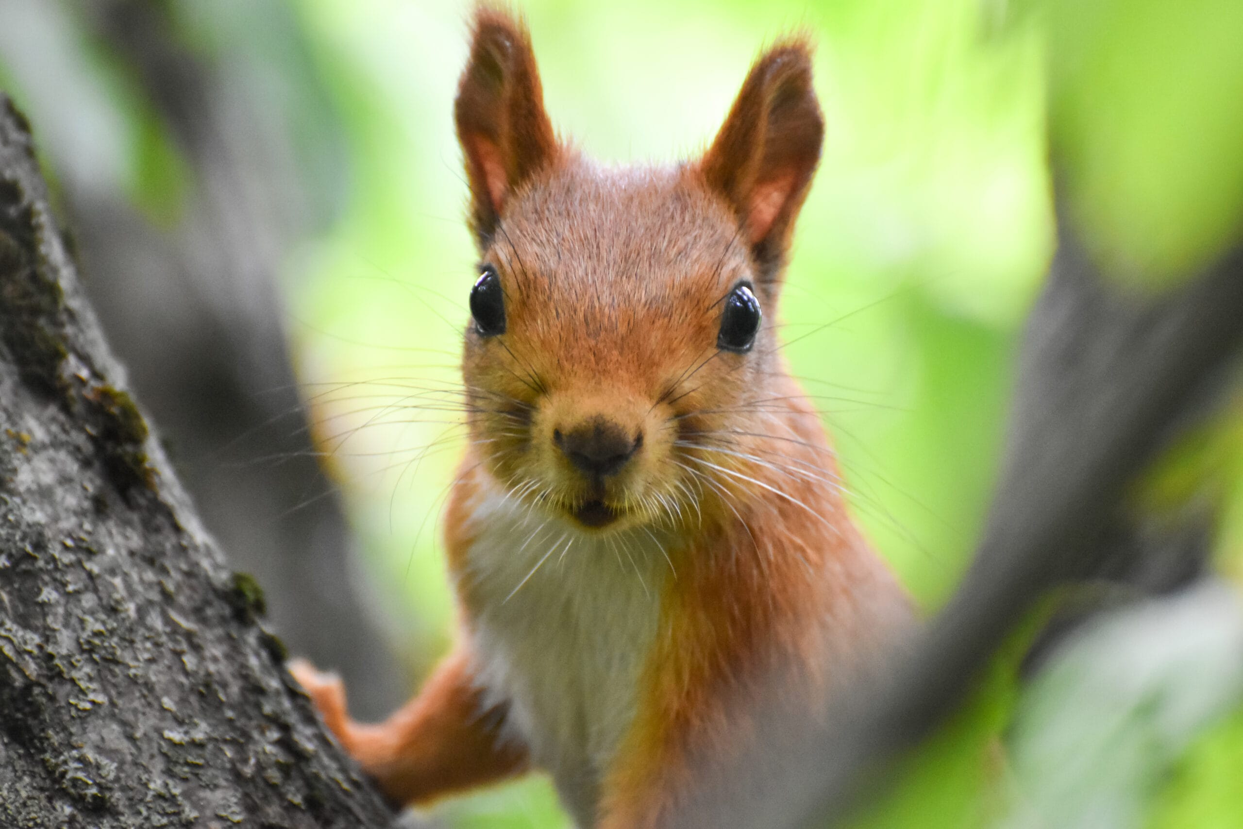 Beautiful and cheerful squirrel in the forest.