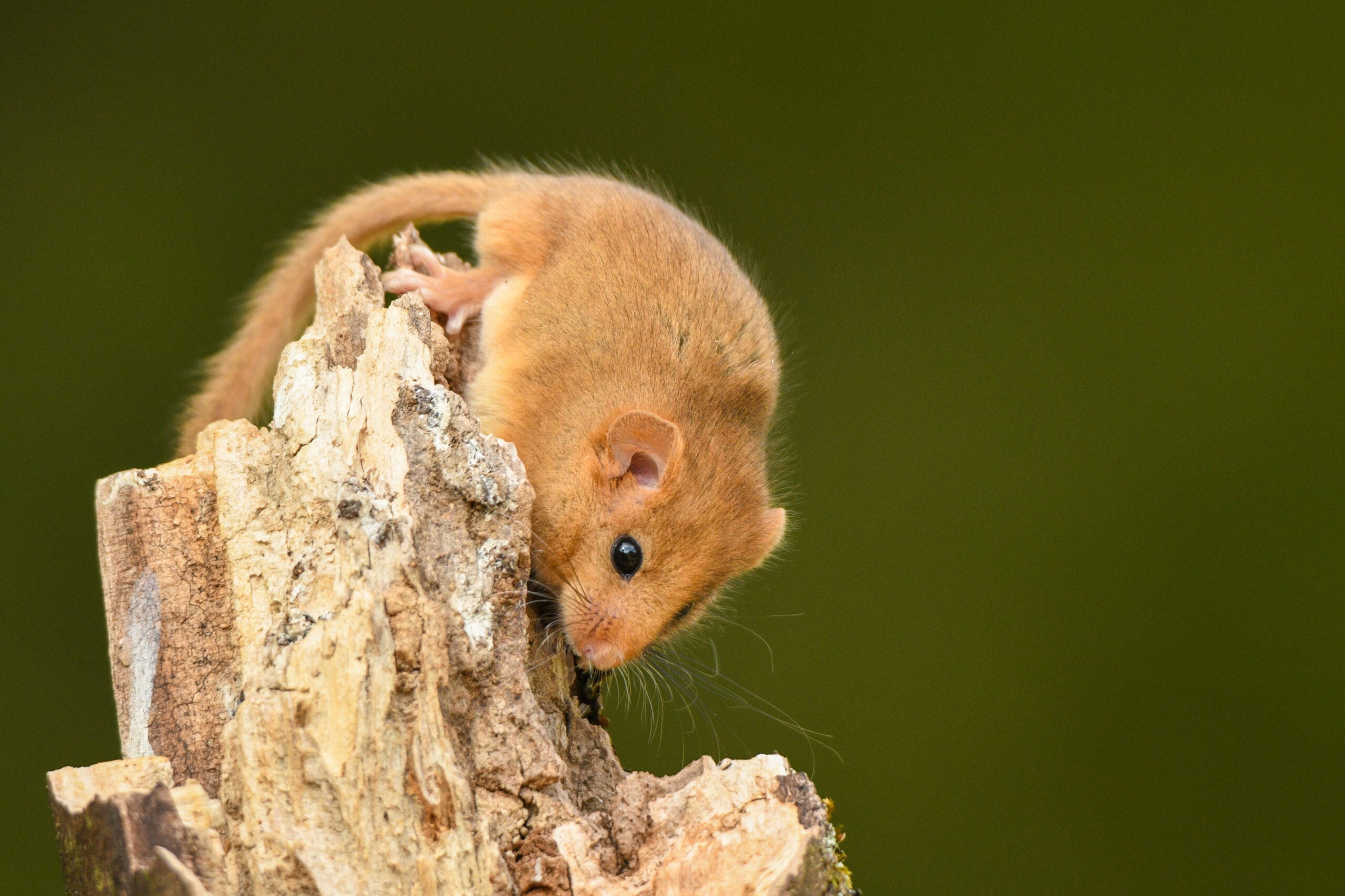 Hazel Dormouse / Muscardinus avellanarius