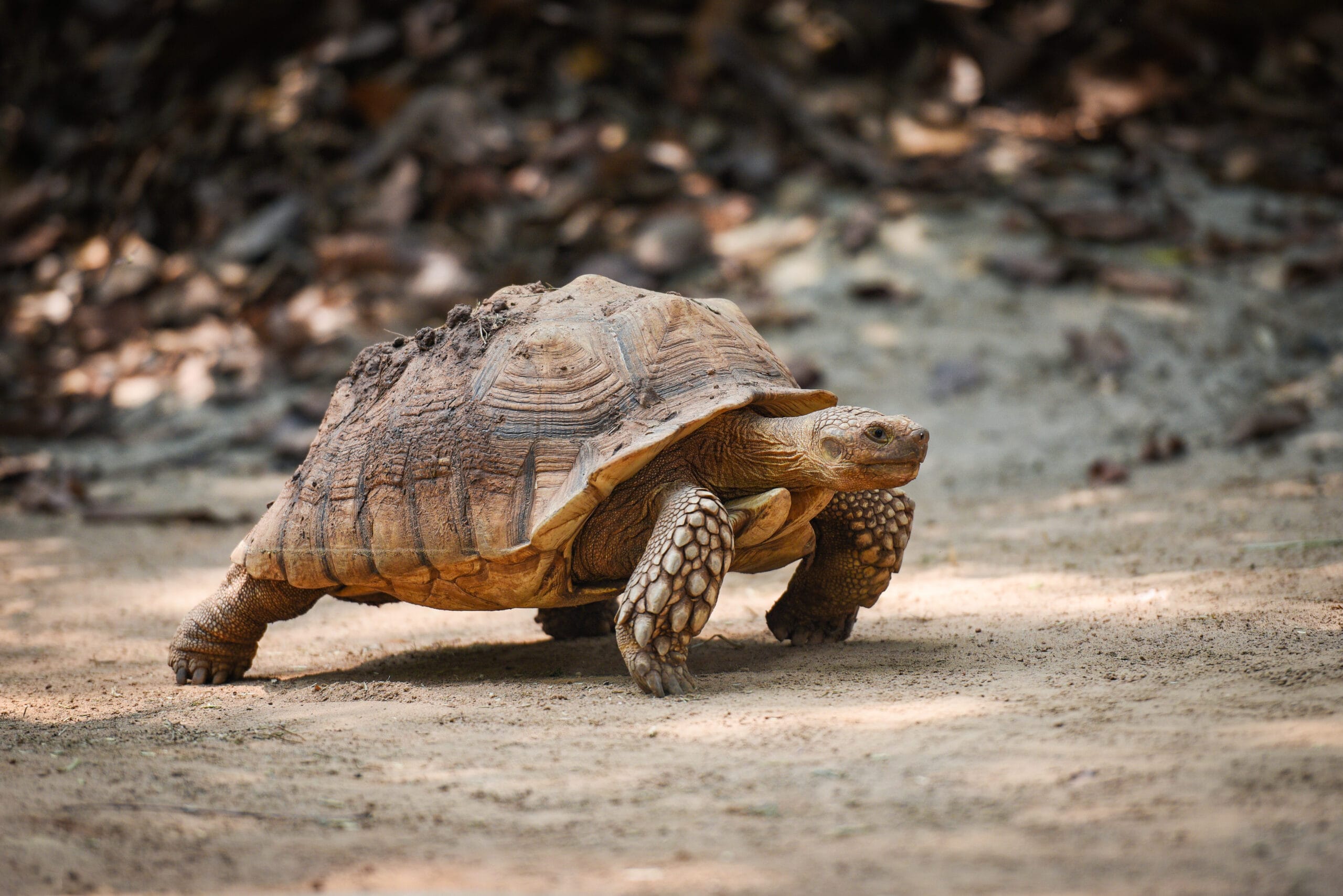 African spurred tortoise / Close up turtle walking