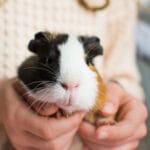 Quando portare la cavia dal veterinario? Ecco come riconoscere i segnali di allarme