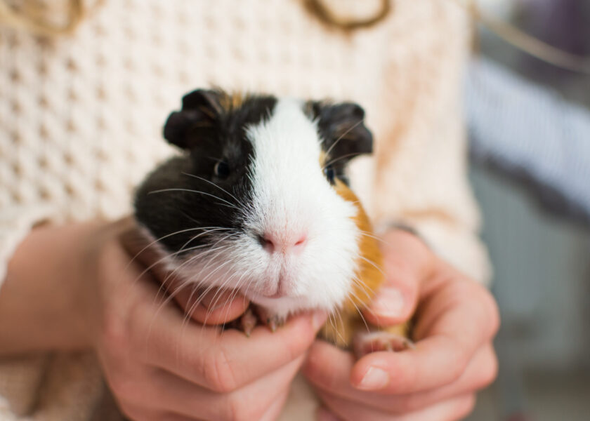 Guinea pig in human hands. Domestic rodent pet in kids care. Close up view.