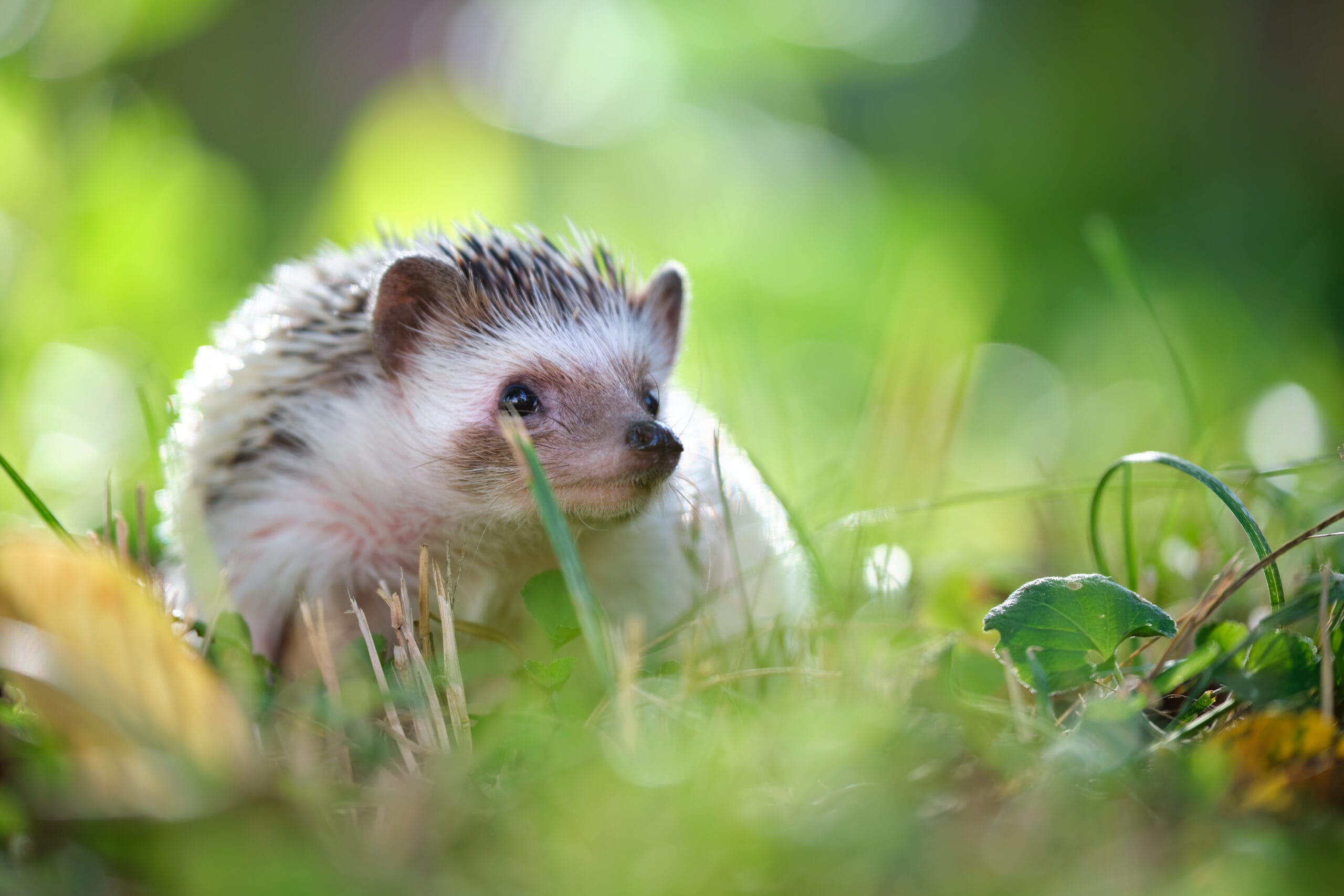 Small african hedgehog pet on green grass outdoors on summer day. Keeping domestic animals and caring for pets concept