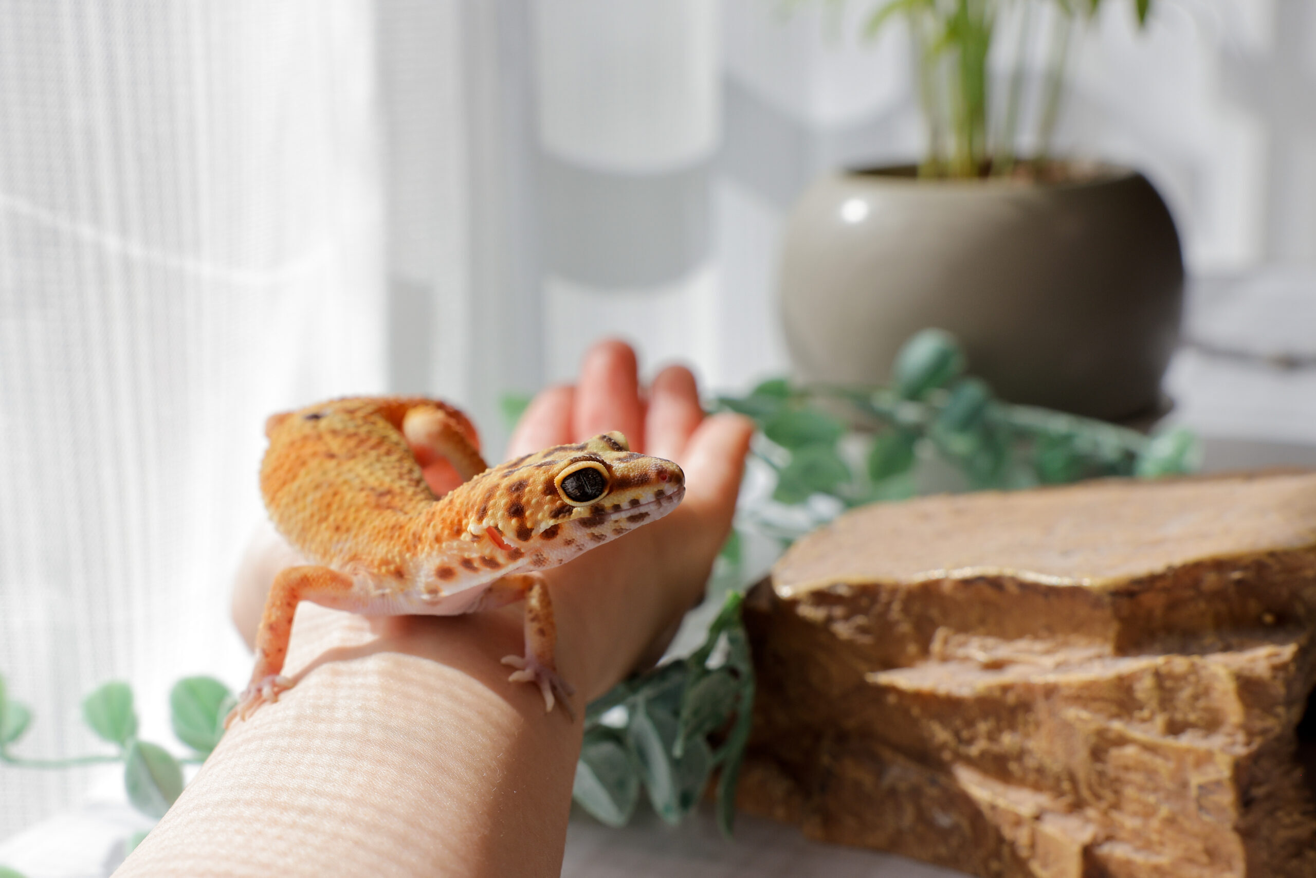 ヒョウモントカゲモドキ