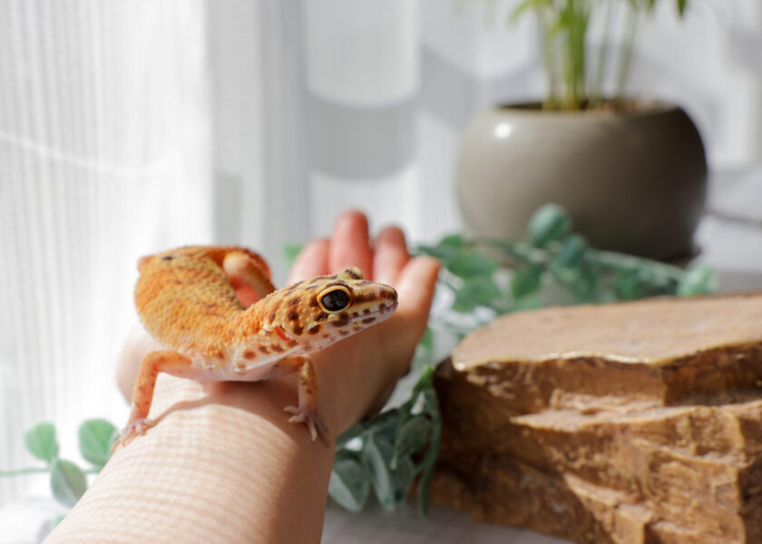 ヒョウモントカゲモドキ