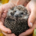 Aiutare un animale selvatico ferito: cosa puoi fare davvero