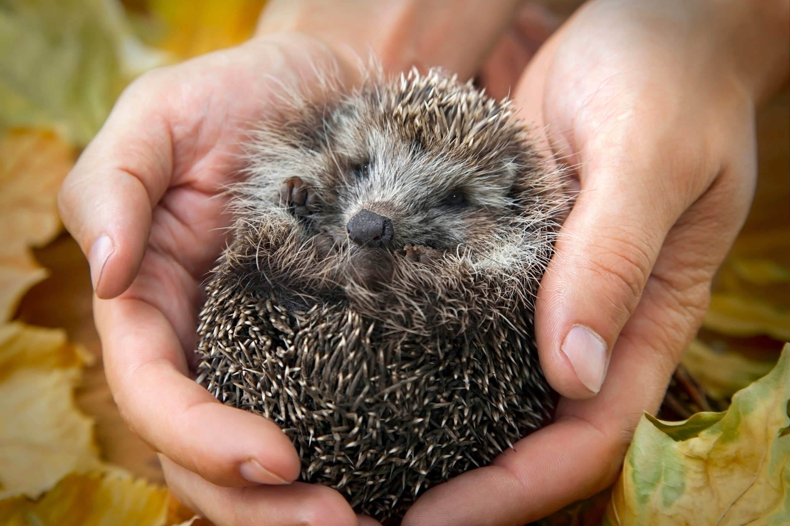 charming hedgehog in male hands on a background of autumn leaves