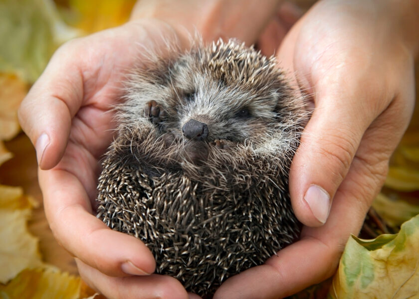 charming hedgehog in male hands on a background of autumn leaves