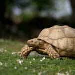 Ho trovato una testuggine terrestre vagante per strada: cosa fare?