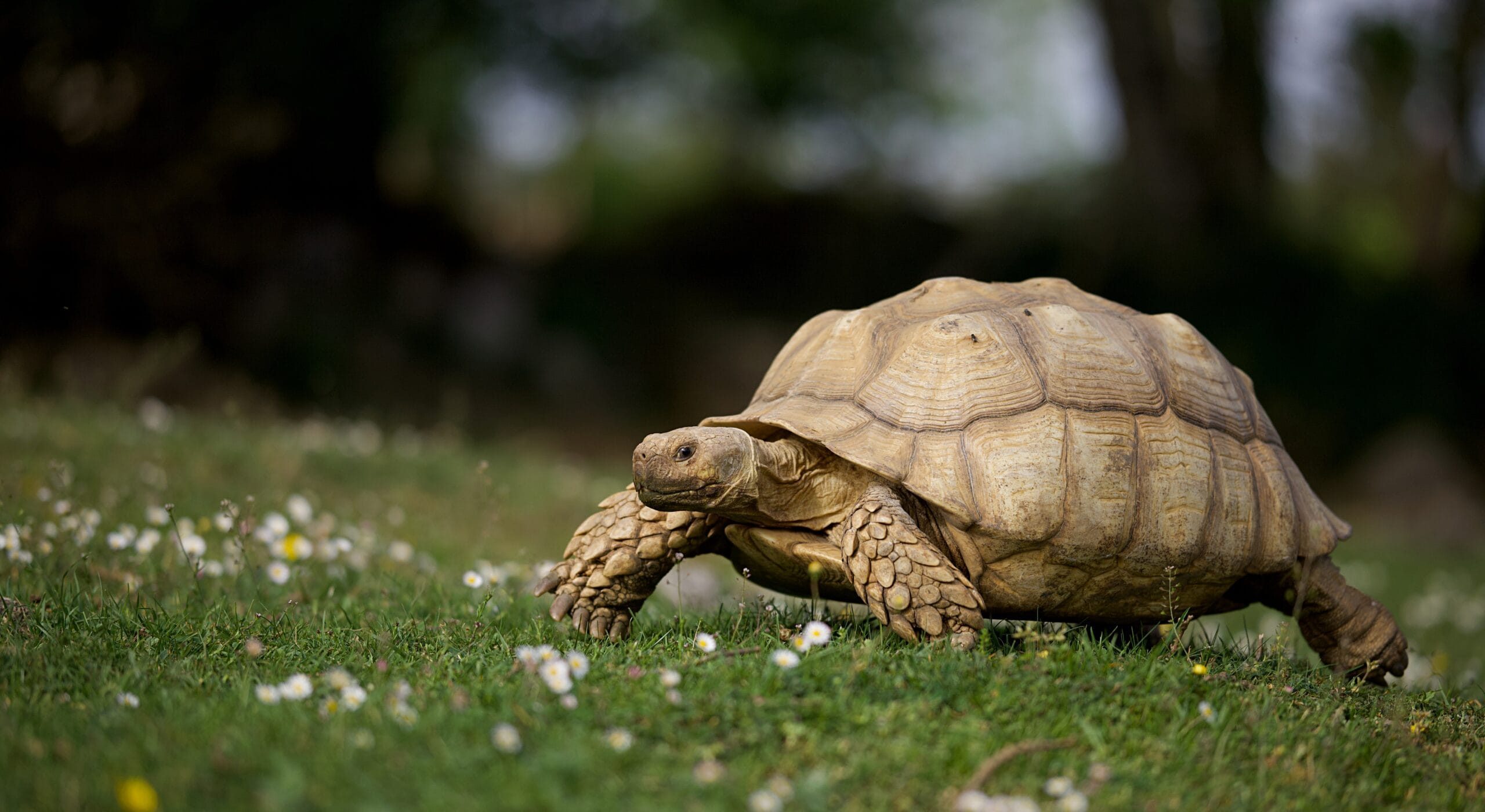 Sulcata tortue géante africaine – nature herbe printemps soleil