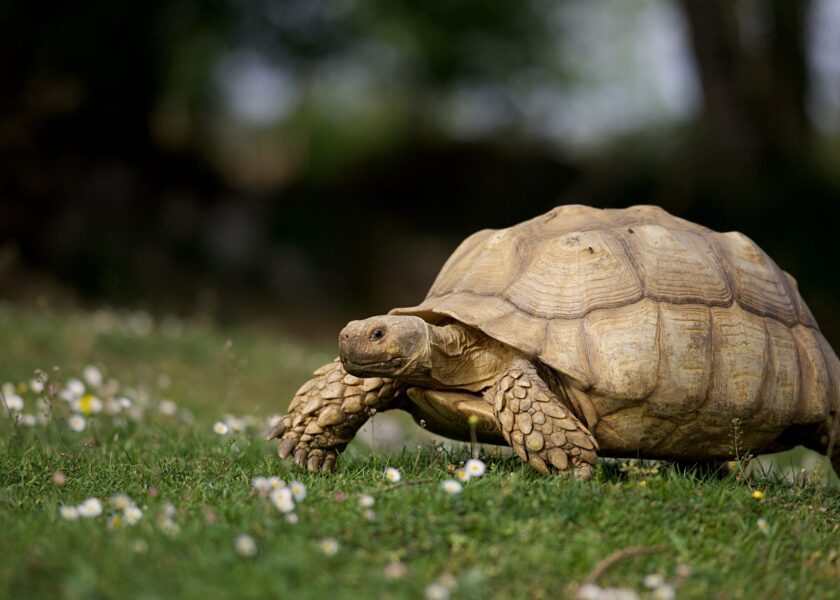 Sulcata tortue géante africaine – nature herbe printemps soleil