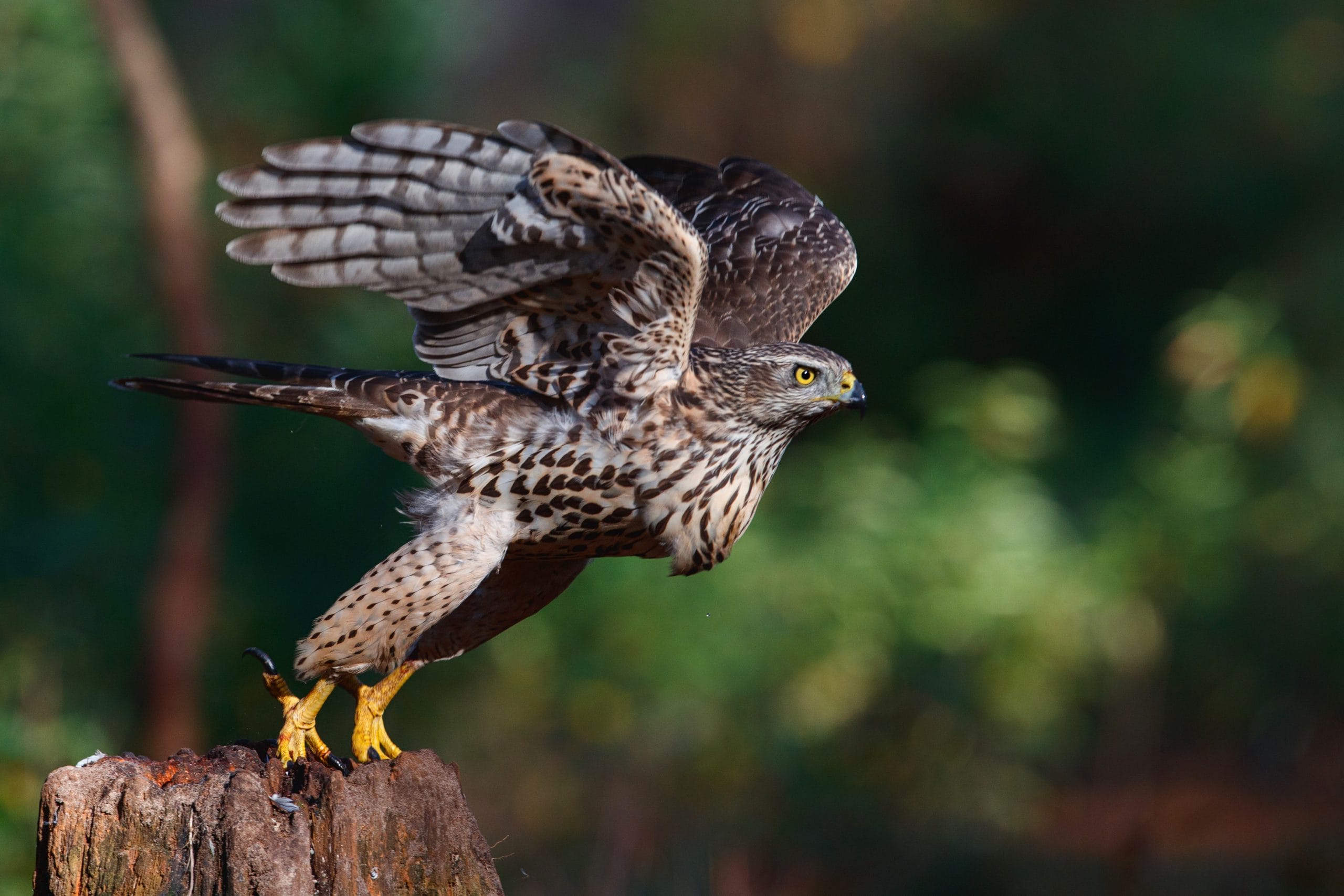 Take off of a juvenile northern goshawk in the forest in the Netherlands