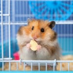 Alimentazione corretta del criceto: guida completa per una dieta bilanciata