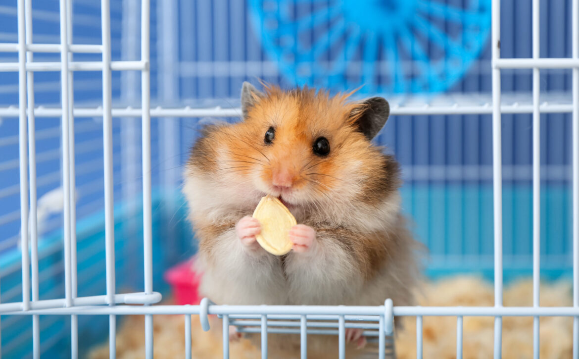 Funny hamster eating seed in cage on color background