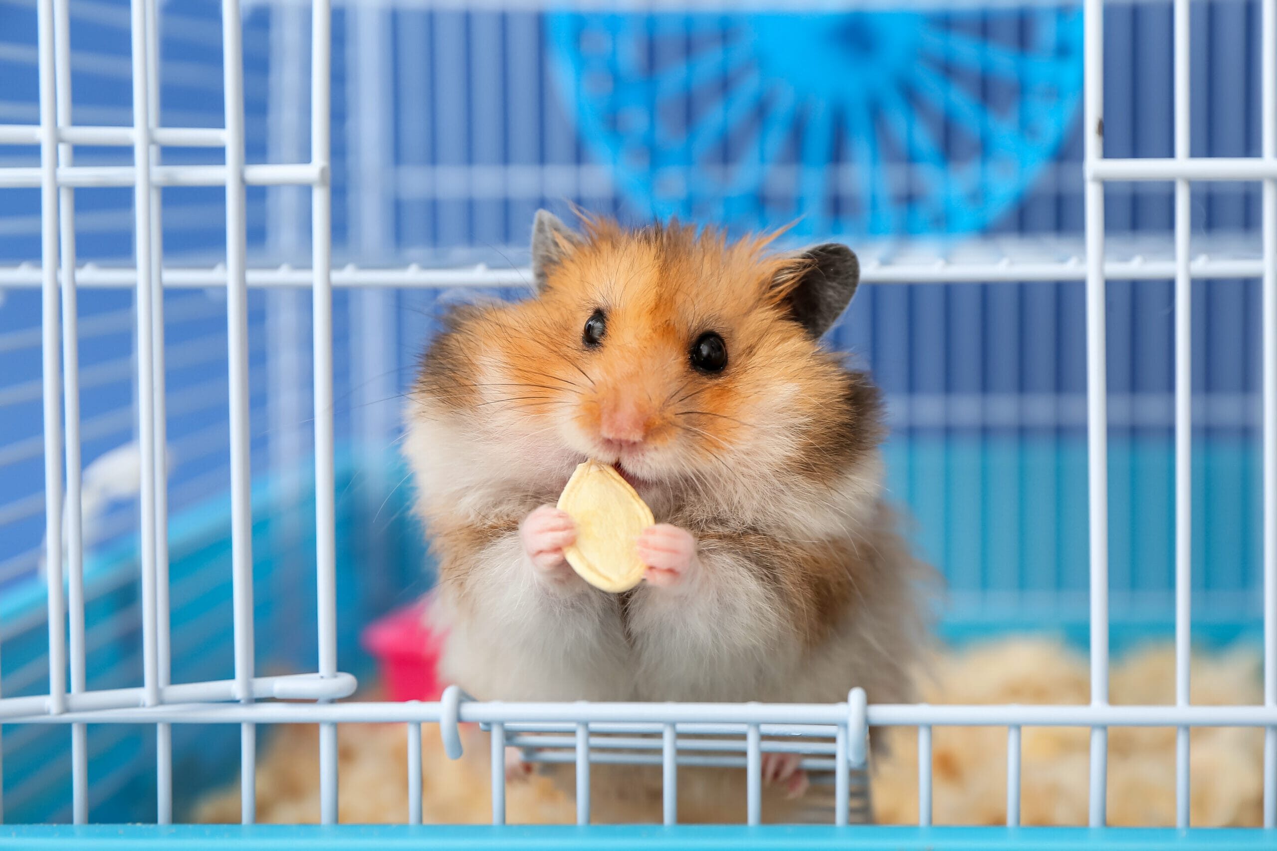 Funny hamster eating seed in cage on color background