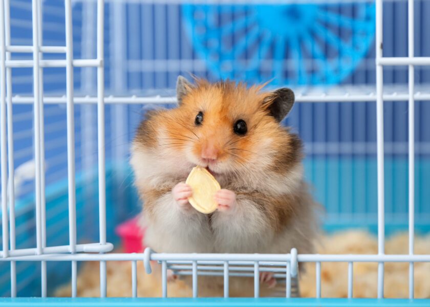 Funny hamster eating seed in cage on color background
