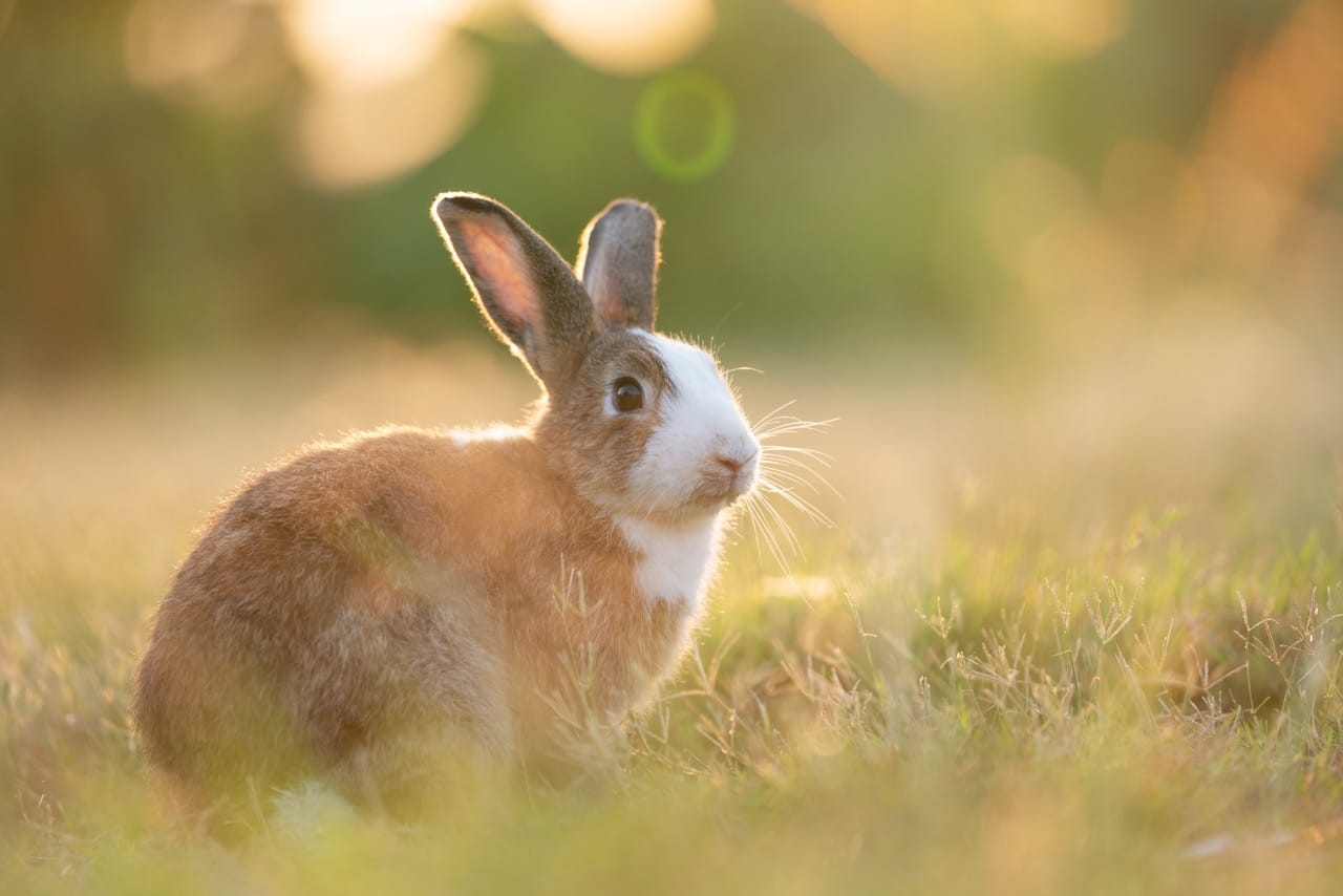 Adorable easter rabbit sitting on the grass looking around at meadow with nature bokeh background under sunlight. Lovely action of bunny rabbit. Summer landscape Adorable easter rabbit sitting on the grass looking around at meadow with nature bokeh background under sunlight. Lovely action of bunny rabbit. Summer landscape