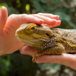 La bruma nella Pogona vitticeps: cos'è e come gestirla correttamente