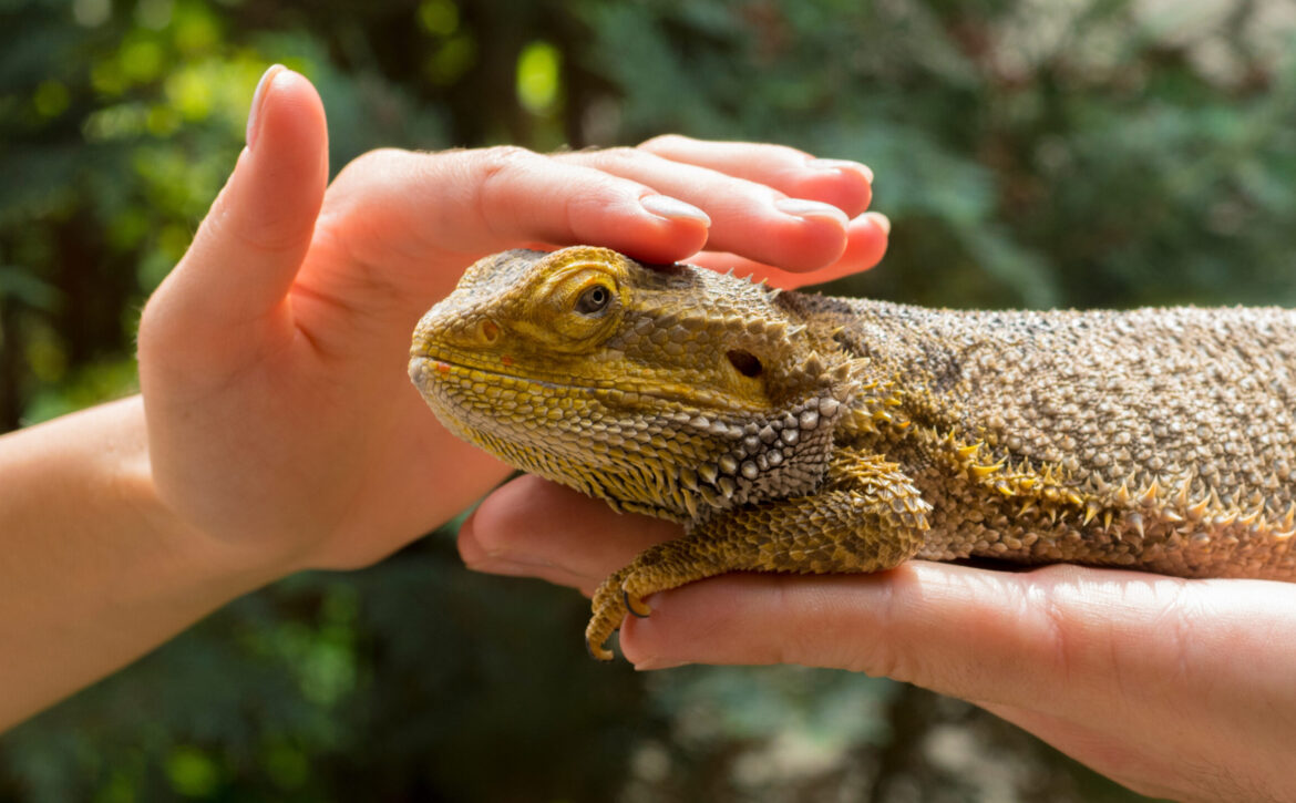 beautiful agama lizard on the palms.hands hold and protect the lizard