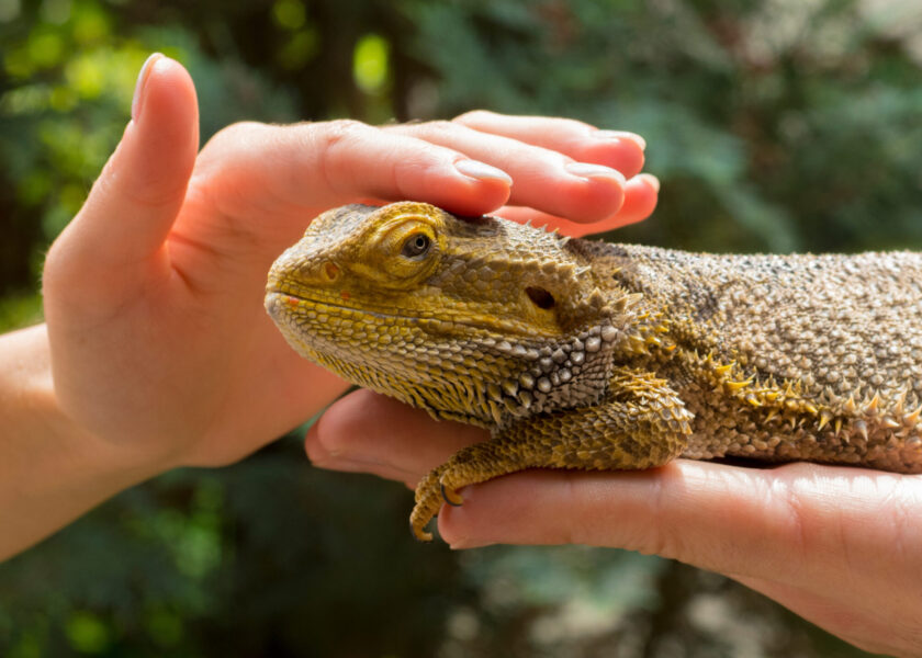 beautiful agama lizard on the palms.hands hold and protect the lizard