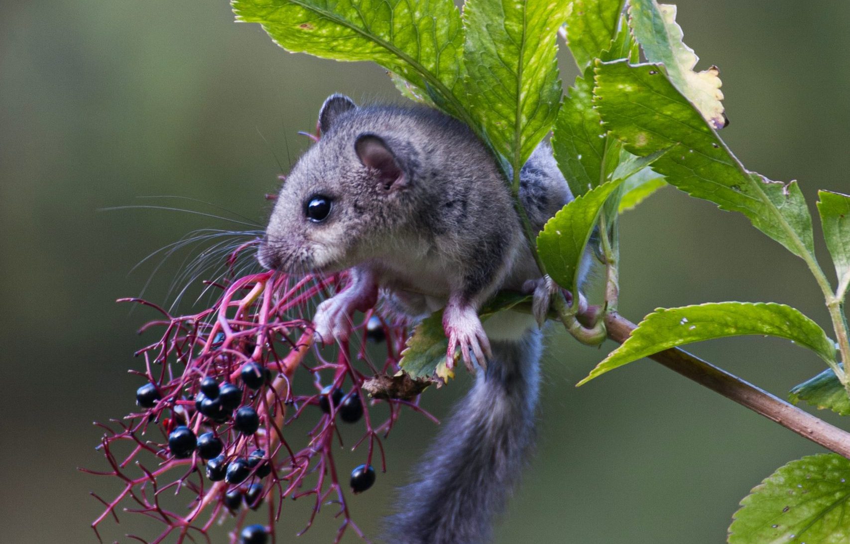 dormouse (Glis glis) Ghiro dormouse (Glis glis) Ghiro