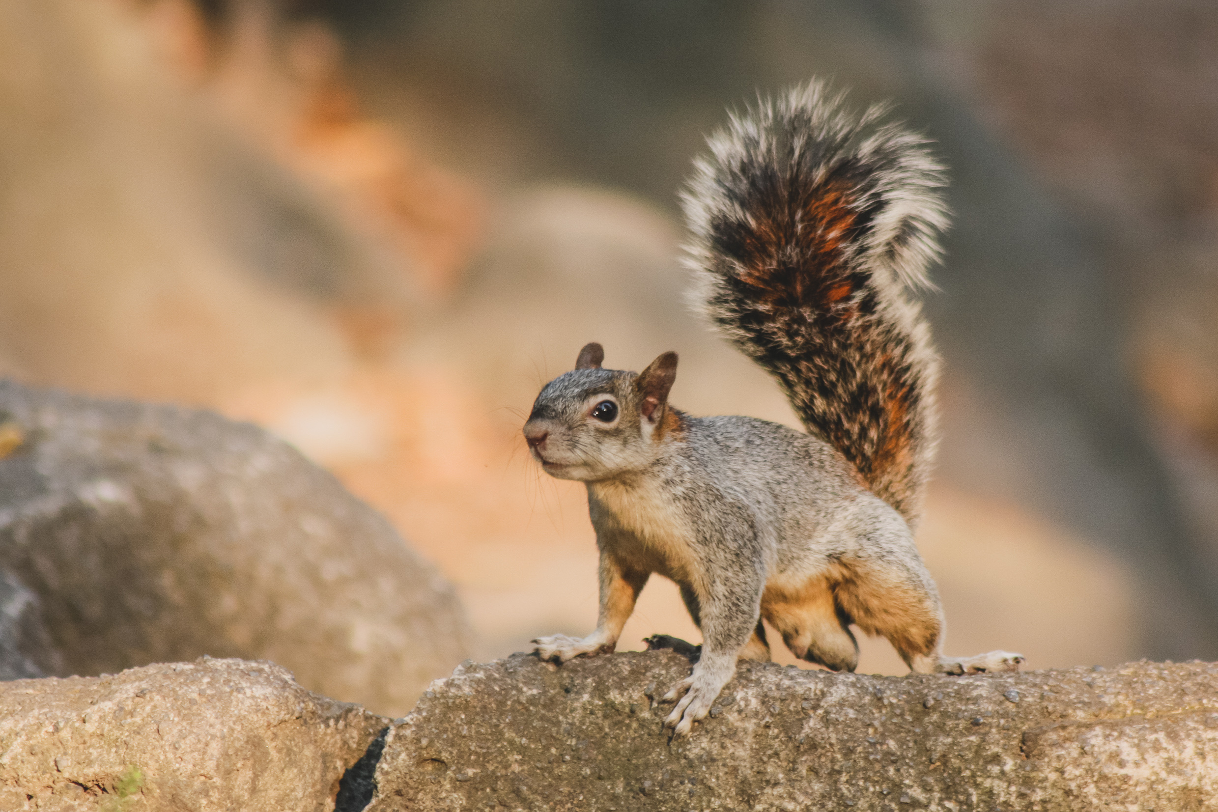 A small squirrel with a fluffy tail. A small squirrel with a fluffy tail.