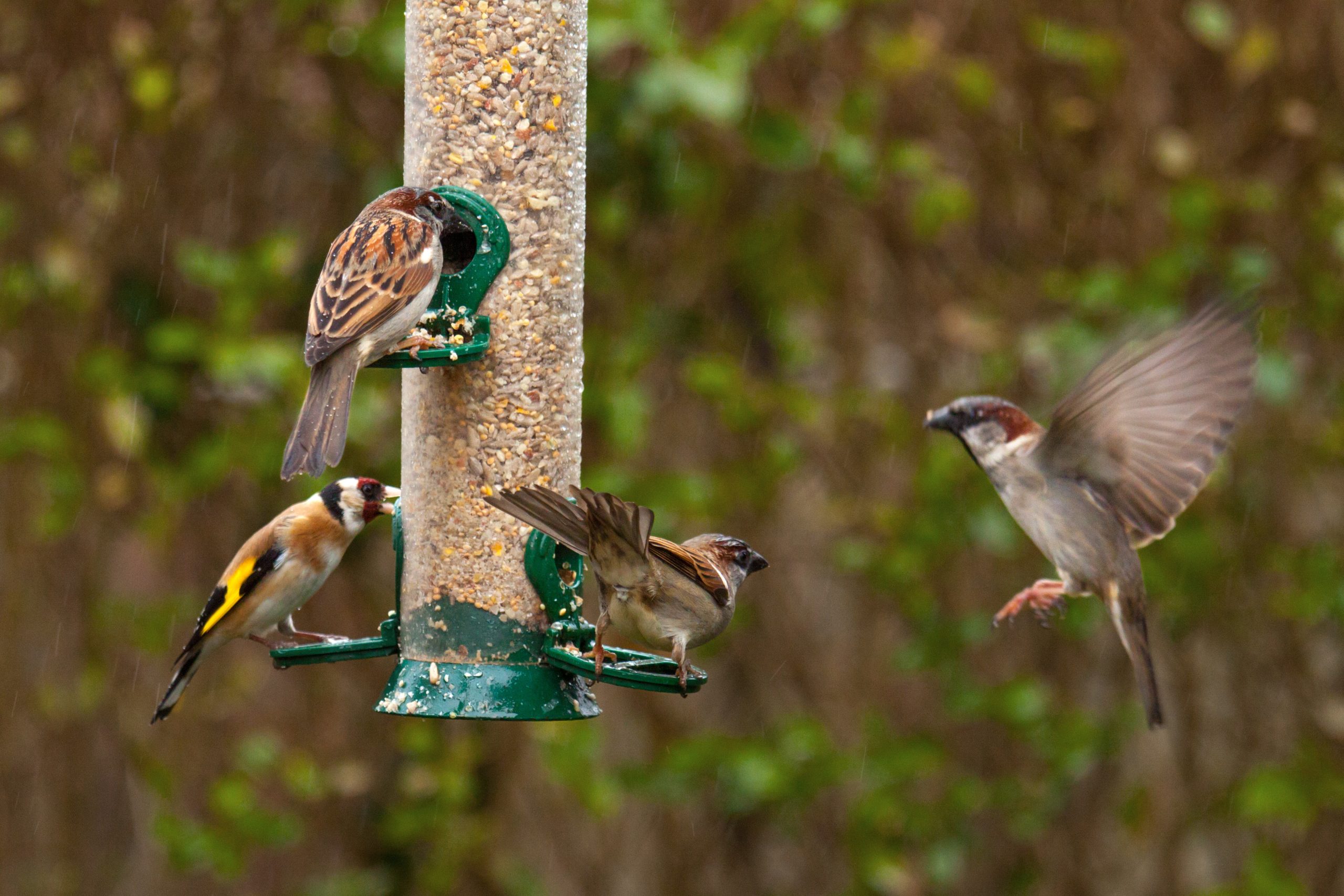 European goldfinch and house sparrow sitting on a silo bird feeder filled with mixed seeds European goldfinch and house sparrow sitting on a silo bird feeder filled with mixed seeds