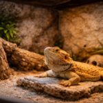 Lampade UV per rettili: tutto quello che devi sapere