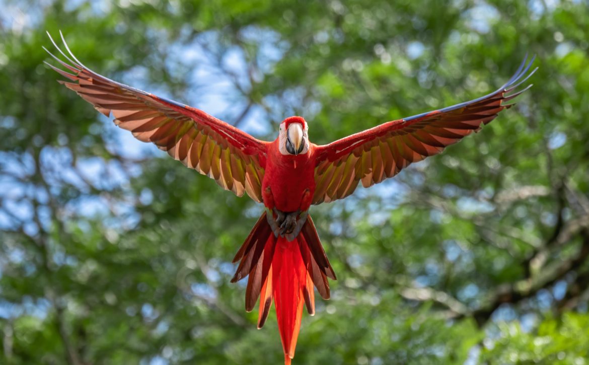 Scarlet macaw in Costa Rica