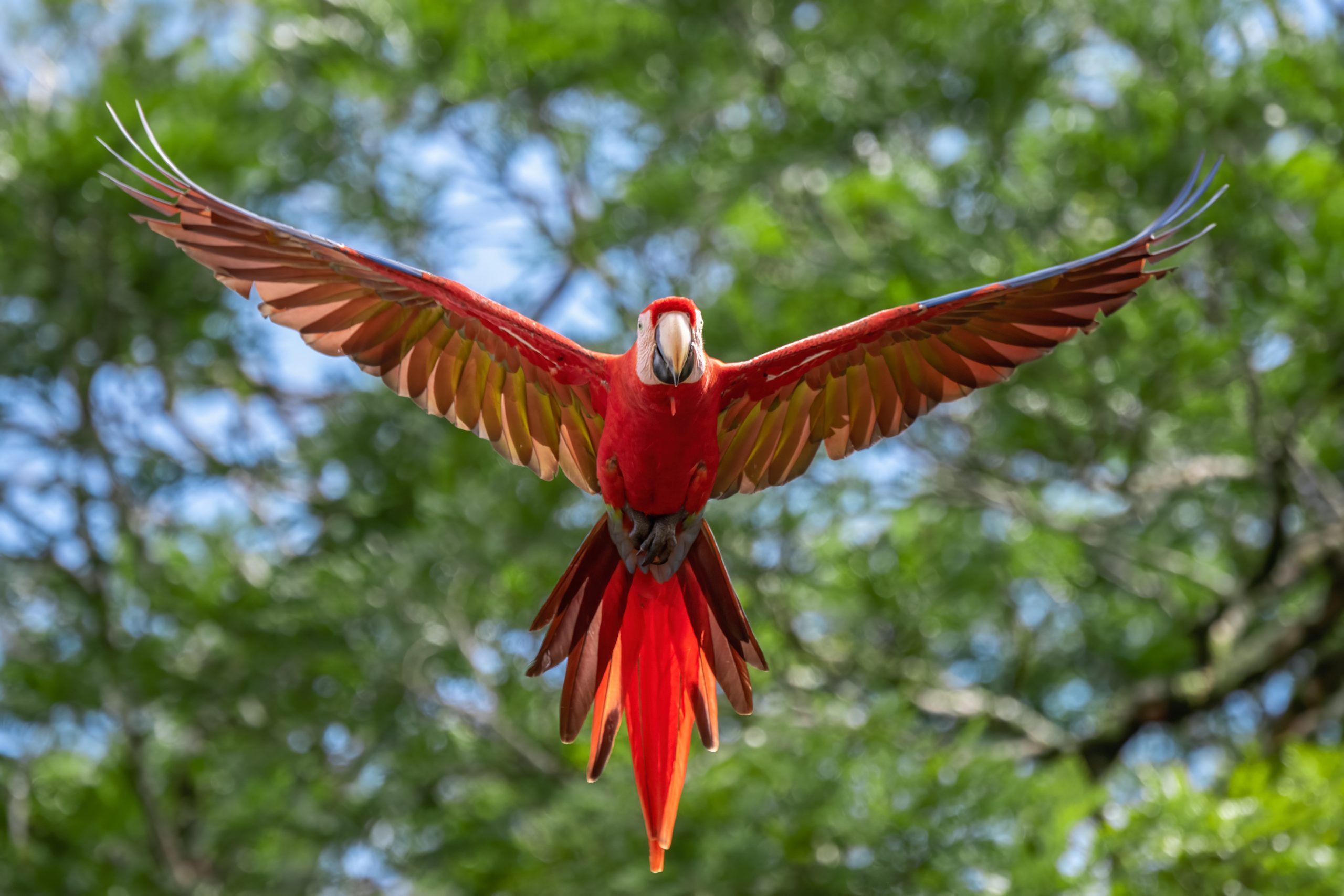 Scarlet macaw in Costa Rica