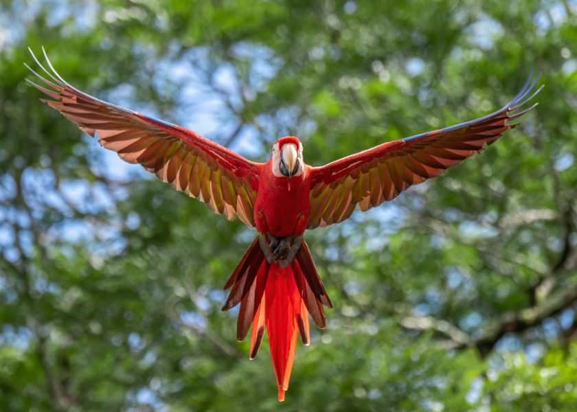 Scarlet macaw in Costa Rica