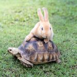 Patentino animali esotici: cosa cambia dal 2026 e perché la formazione conta davvero