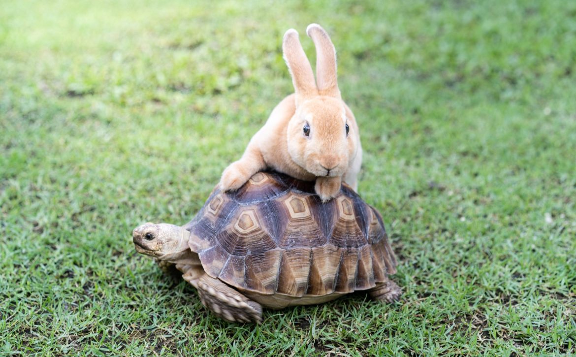 the rabbit and turtle tales.