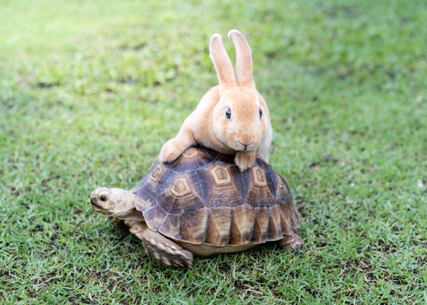 the rabbit and turtle tales.