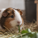 Problemi dentali nella cavia: sintomi, cause e prevenzione