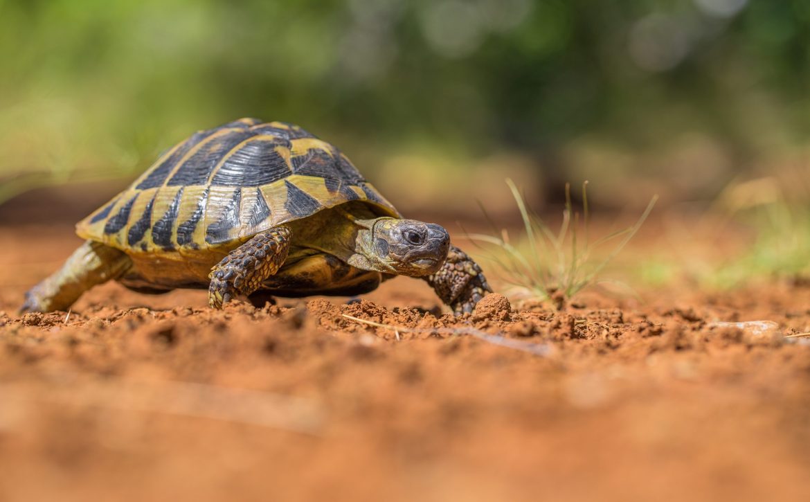 Hermann’s Tortoise Testudo hermanni in Paklenica Croatia