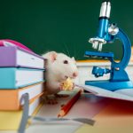 L’intelligenza del ratto domestico: mente, empatia e capacità cognitive