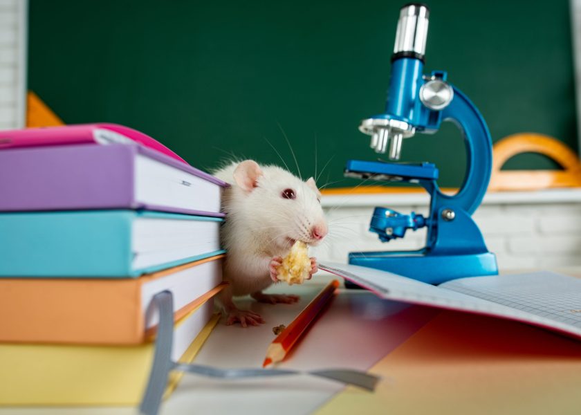 Funny rat student. Design for book, learning, education and science. Concept for university college or school.