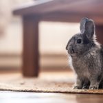 Arricchimento ambientale nel coniglio: guida al benessere psicofisico