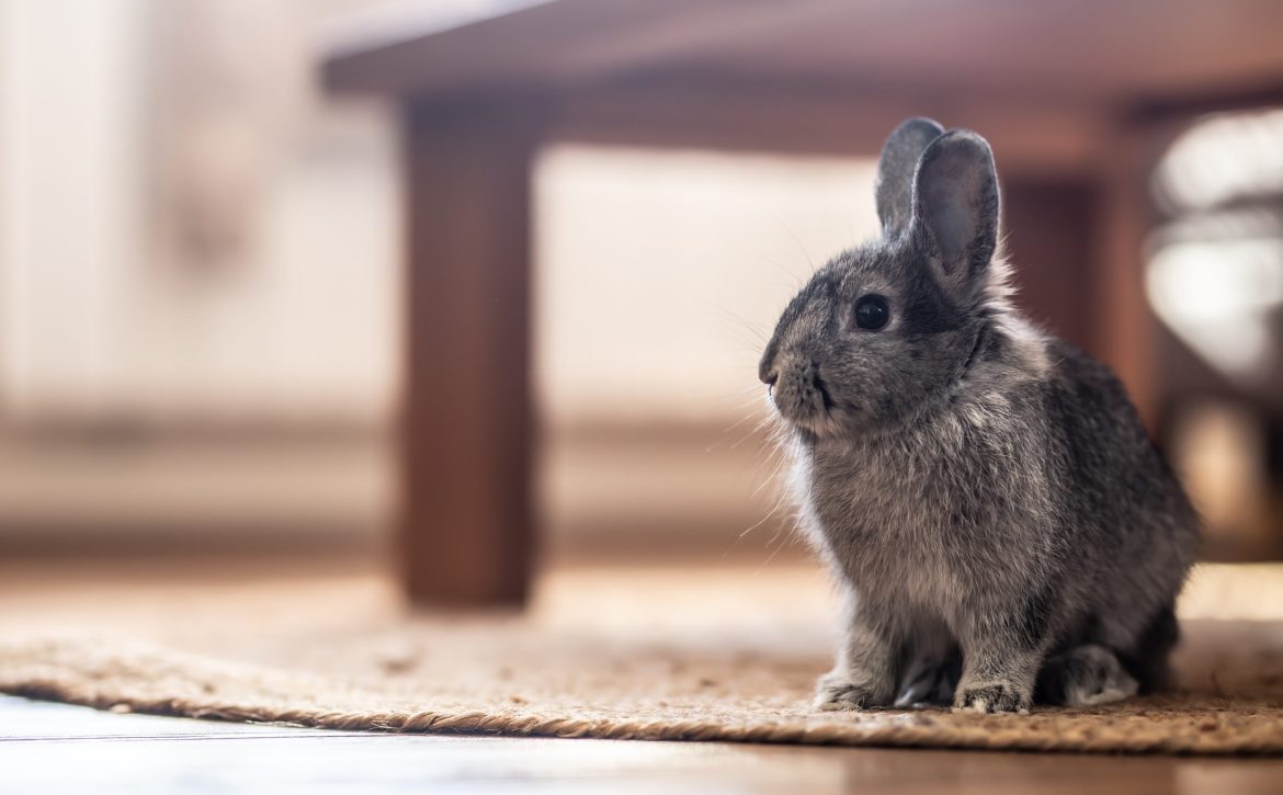 Adorable domestic rabbit sitting on a rug under a table in the living room.