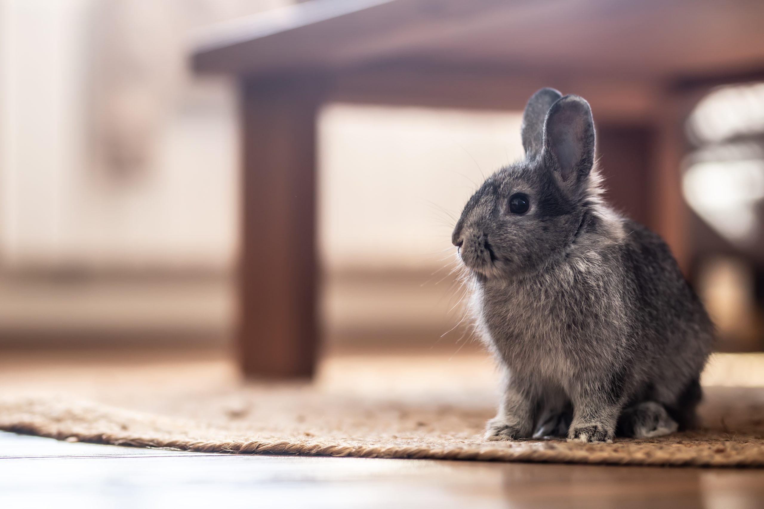 Adorable domestic rabbit sitting on a rug under a table in the living room.
